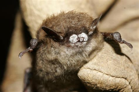 1st case of deadly disease found in Colorado bat